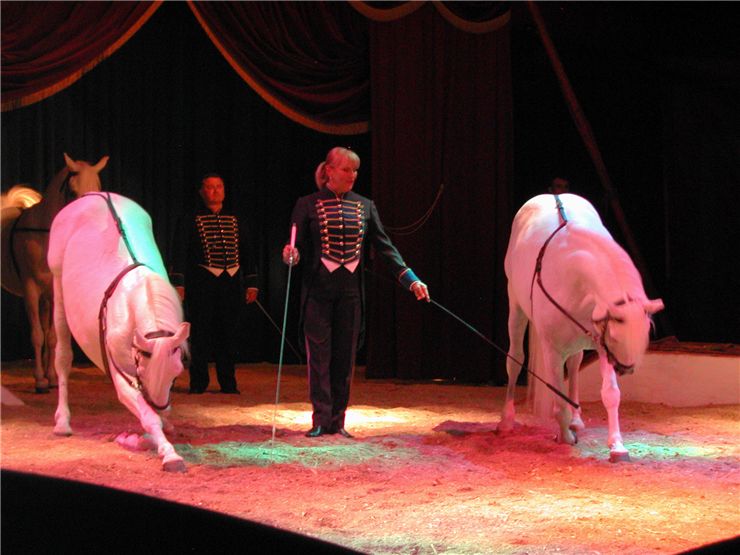Picture Of Circus Horses Trainer
