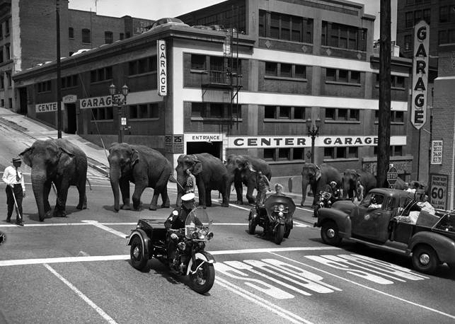 Picture Of Elephants From Cole Brothers Circus 1953