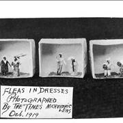 Picture Of Fleas In Dresses At Ye Olde Curiosity Shop 1919