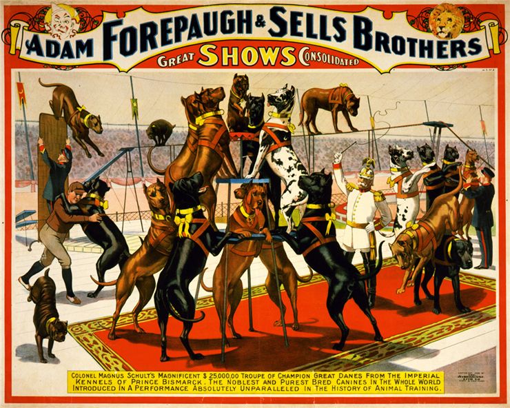 Picture Of Sells Brothers Circus With Great Danes 1898