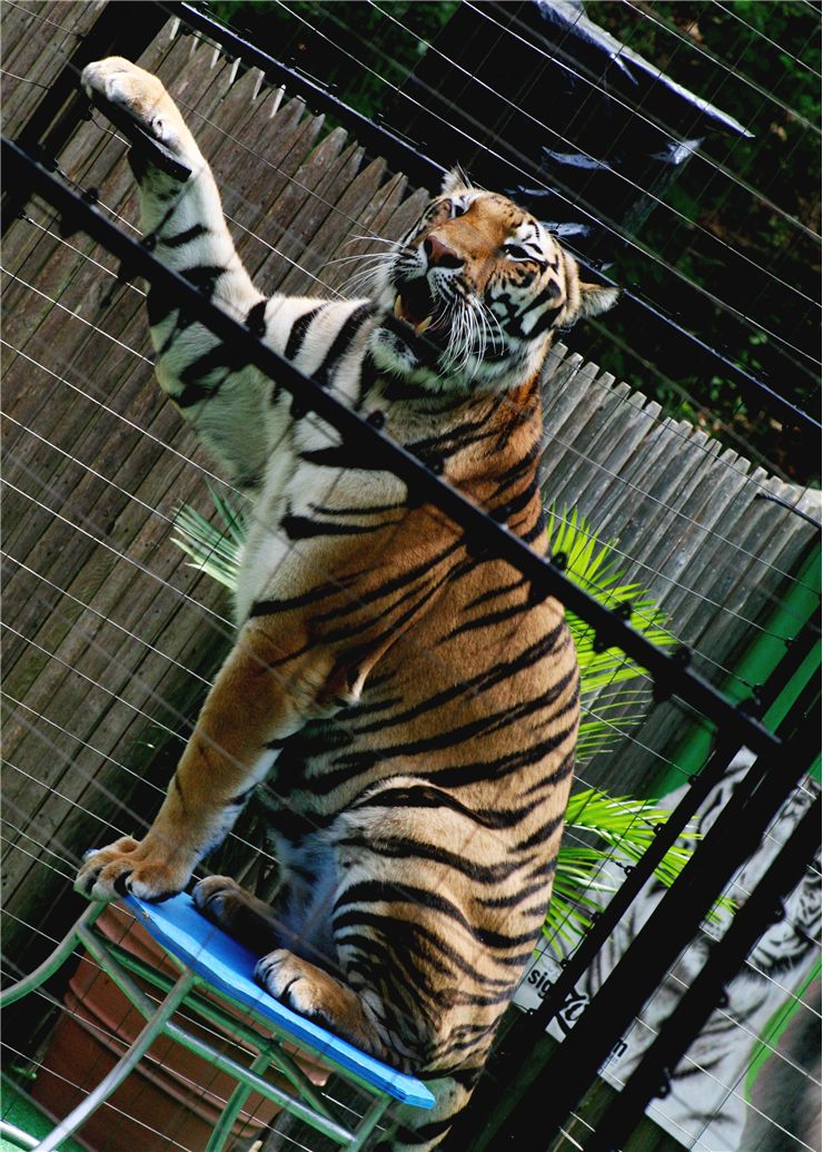 Picture Of Tiger Performing Tricks