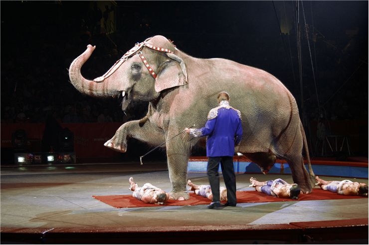 Picture Of Elephant And Circus Girls